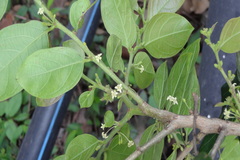 Glochidion velutinum